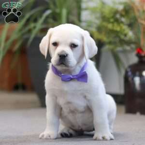 Sadie, Yellow Labrador Retriever Puppy