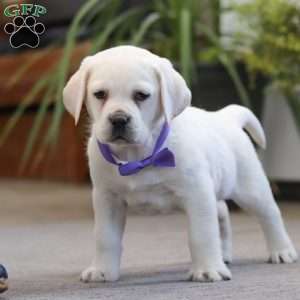 Sadie, Yellow Labrador Retriever Puppy
