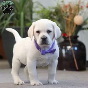 Sadie, Yellow Labrador Retriever Puppy