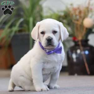 Sadie, Yellow Labrador Retriever Puppy