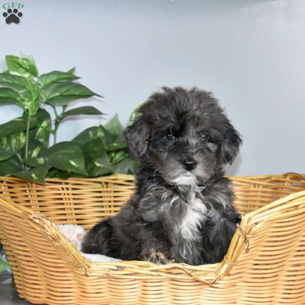 Sage, Mini Bernedoodle Puppy