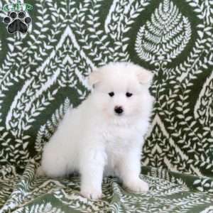 Sage, Samoyed Puppy