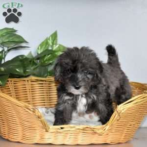Sage, Mini Bernedoodle Puppy