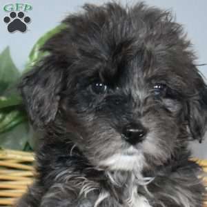 Sage, Mini Bernedoodle Puppy
