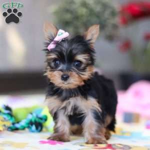 Saige, Yorkie Puppy