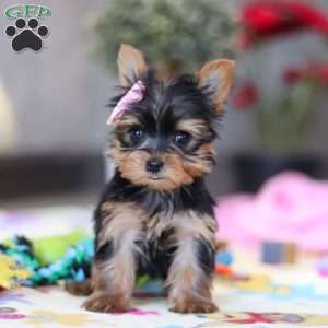 Saige, Yorkie Puppy