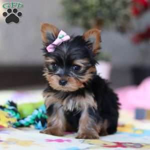 Saige, Yorkie Puppy