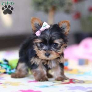 Saige, Yorkie Puppy