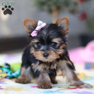 Saige, Yorkie Puppy