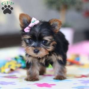 Saige, Yorkie Puppy