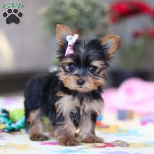 Saige, Yorkie Puppy