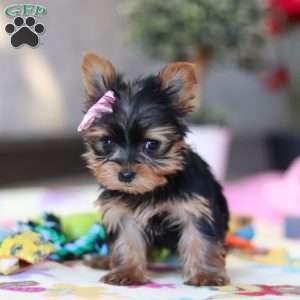 Saige, Yorkie Puppy