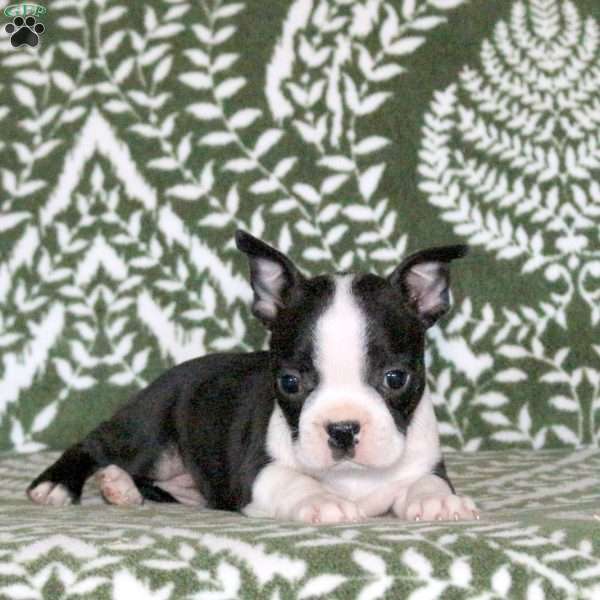 Saint, Boston Terrier Puppy