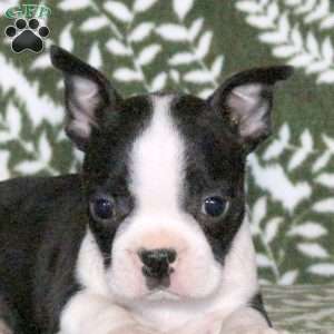 Saint, Boston Terrier Puppy