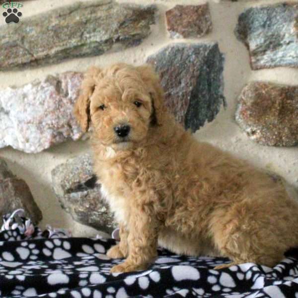 Sally, Goldendoodle Puppy
