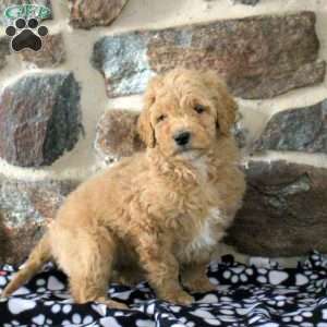 Sally, Goldendoodle Puppy