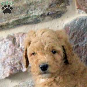 Sally, Goldendoodle Puppy