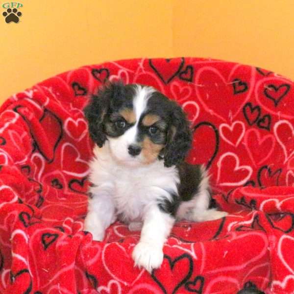 Sam, Cavalier King Charles Spaniel Puppy
