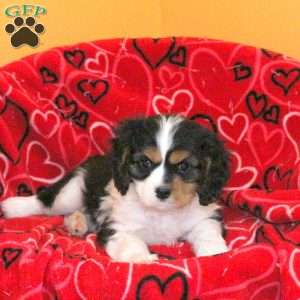 Sam, Cavalier King Charles Spaniel Puppy