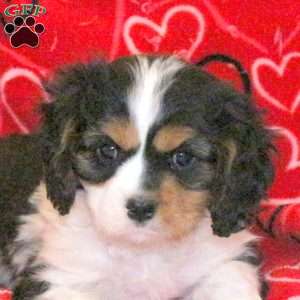 Sam, Cavalier King Charles Spaniel Puppy