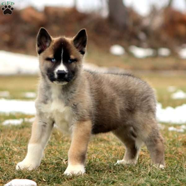 Sam, Akita Mix Puppy