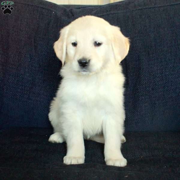 Samantha, English Cream Golden Retriever Puppy