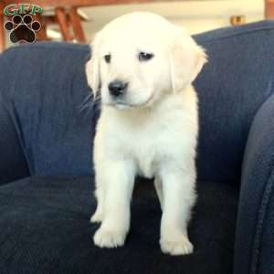 Samantha, English Cream Golden Retriever Puppy