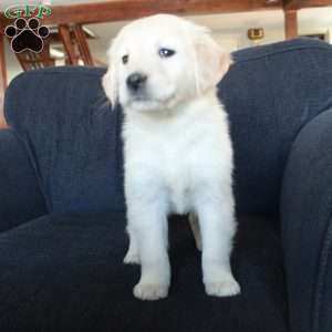 Samantha, English Cream Golden Retriever Puppy