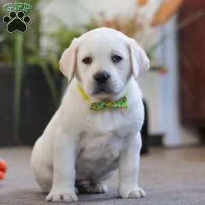 Sammy, Yellow Labrador Retriever Puppy