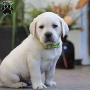 Sammy, Yellow Labrador Retriever Puppy
