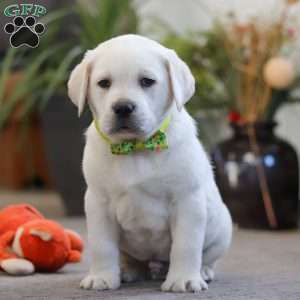 Sammy, Yellow Labrador Retriever Puppy