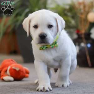 Sammy, Yellow Labrador Retriever Puppy