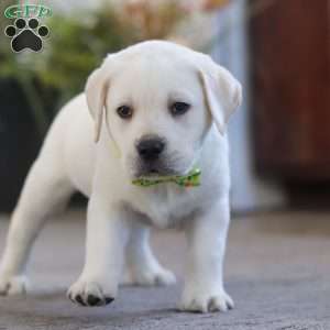 Sammy, Yellow Labrador Retriever Puppy