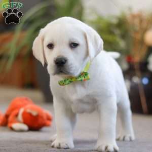 Sammy, Yellow Labrador Retriever Puppy