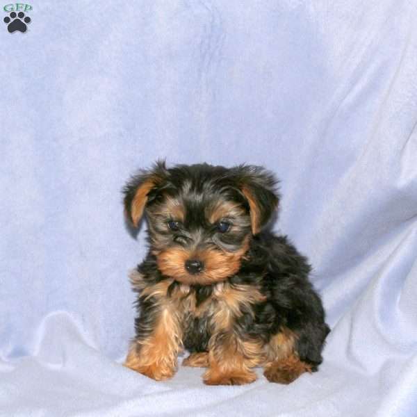 Sammy, Yorkie Puppy
