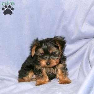 Sammy, Yorkie Puppy