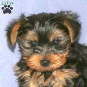 Sammy, Yorkie Puppy