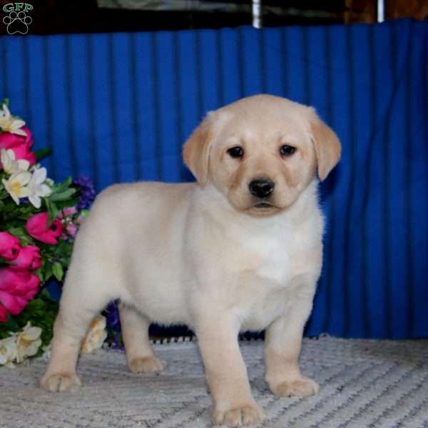 Sammy, Fox Red Labrador Retriever Puppy