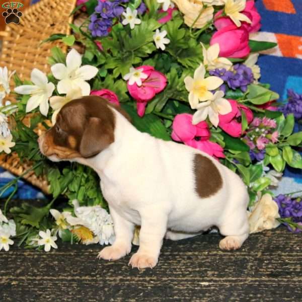 Sophie – Chocolate, Jack Russell Terrier Puppy