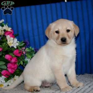 Sammy, Fox Red Labrador Retriever Puppy