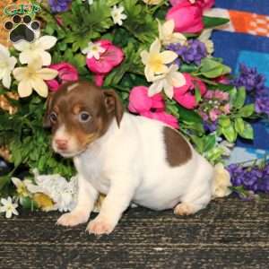 Sophie – Chocolate, Jack Russell Terrier Puppy
