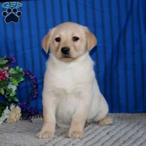 Sammy, Fox Red Labrador Retriever Puppy