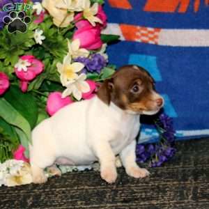 Sophie – Chocolate, Jack Russell Terrier Puppy