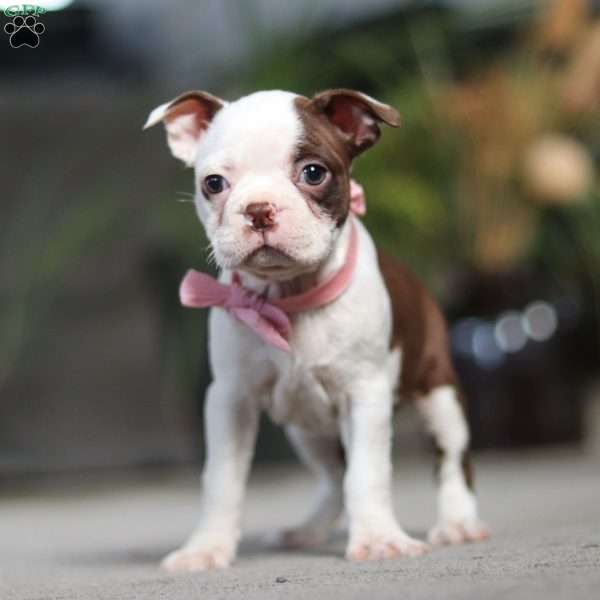 Sandra, Boston Terrier Puppy