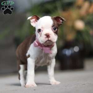 Sandra, Boston Terrier Puppy