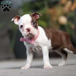 Sandra, Boston Terrier Puppy