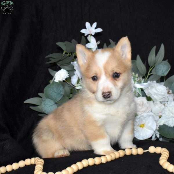 Sandy, Pembroke Welsh Corgi Puppy
