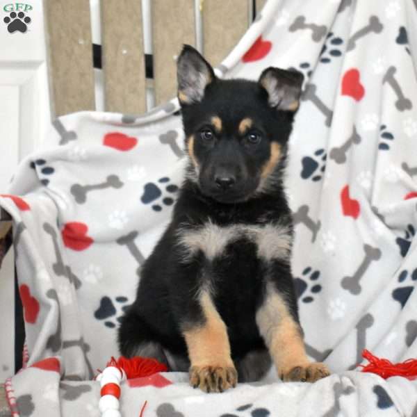 Sapphire, German Shepherd Puppy