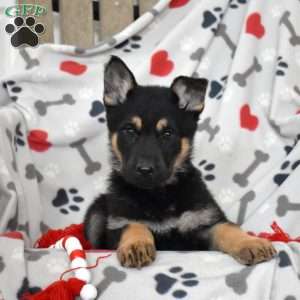 Sapphire, German Shepherd Puppy