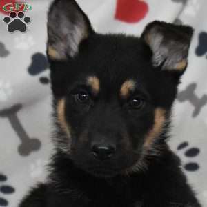 Sapphire, German Shepherd Puppy